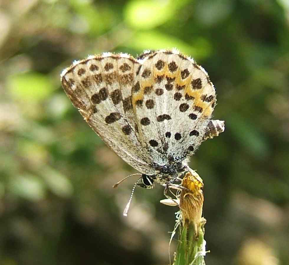 Scolitantides orion Scolitantides orion